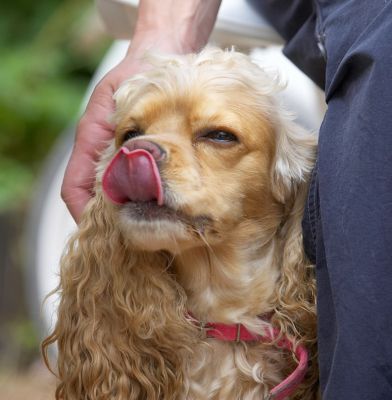 Yippee, cuddles AND food
Ключові слова: Alicia American Cocker Spaniel tongue