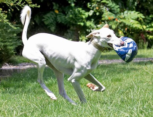 Poetry in motion
Klíčová slova: Faroh Lurcher football