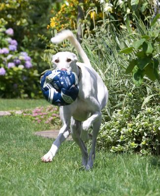Yep, I'm bringing it back for another throw
Ключові слова: Faroh Lurcher football