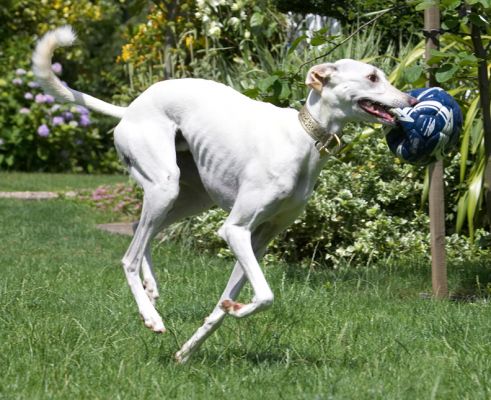 Look, I'm like a graceful racehorse and horses can't carry balls!
Schlüsselwörter: Faroh Lurcher football