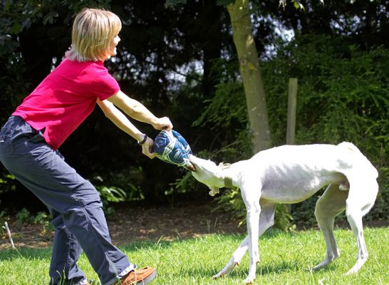Tug-o-war
Keywords: Faroh Lurcher football Sylwia
