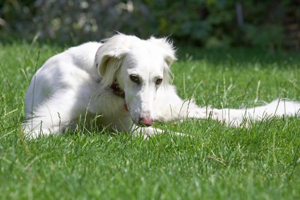 I'm just toooooo tired for all this running around!
Palabras clave: Tia Saluki