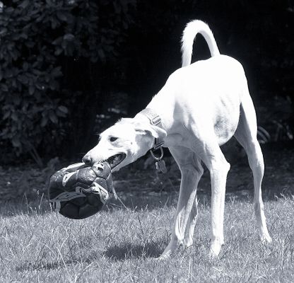 Posing in classic black and white
Klíčová slova: Faroh Lurcher football