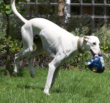 Look, I'm pretending to be a wheelbarrow
Trefwoorden: Faroh Lurcher football