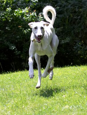 Here I come!
Keywords: Faroh Lurcher