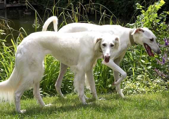 Hunting in a pack!
Palabras clave: Faroh Tia Lurcher Saluki