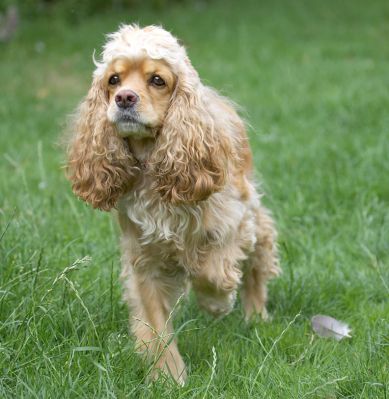 OK, I'm ready
Anahtar kelimeler: Alicia American Cocker Spaniel