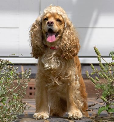 Butter wouldn't melt....................
Keywords: Alicia American Cocker Spaniel