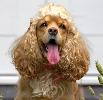 Hey, a girl has to keep cool somehow!!
Klíčová slova: Alicia American Cocker Spaniel tongue