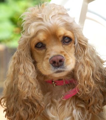 This is my cute look
Keywords: Alicia American Cocker Spaniel