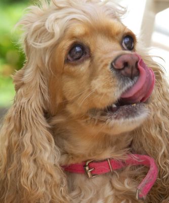 Do you think there is more?
Klíčová slova: Alicia American Cocker Spaniel tongue