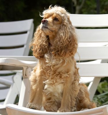 England, summer - a girl's gotta catch the rays when she can!
Mots-clés: Alicia American Cocker Spaniel