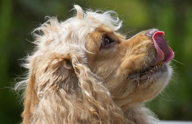 Yummmmmeeee
Klíčová slova: Alicia American Cocker Spaniel tongue
