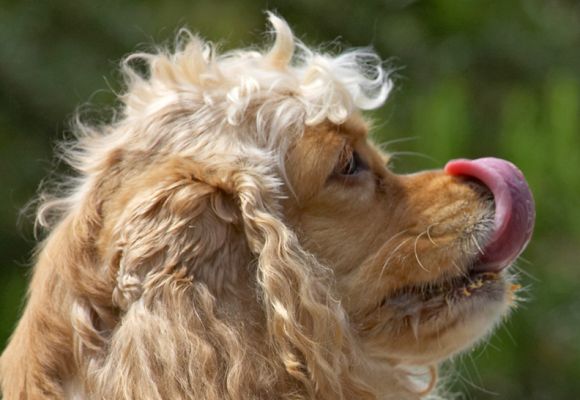 Still working that tongue
Keywords: Alicia American Cocker Spaniel tongue