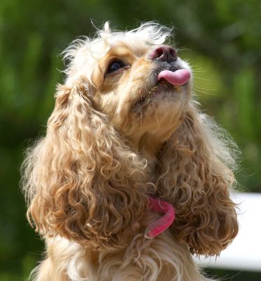I'm keeping my eye on that peanut butter jar
Anahtar kelimeler: Alicia American Cocker Spaniel tongue