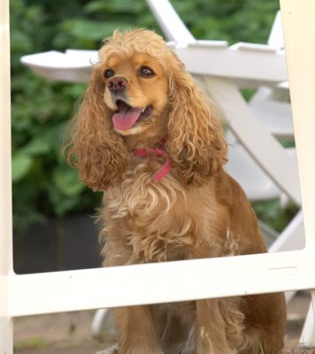 I'm just going to sit in the shade for a while
Klíčová slova: Alicia American Cocker Spaniel