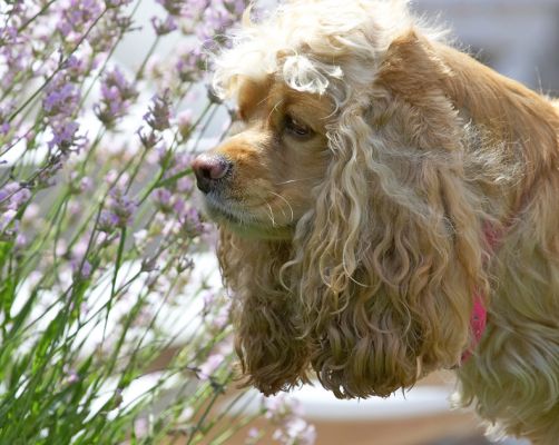 Hey, this lavender smells good
Schlüsselwörter: Alicia American Cocker Spaniel