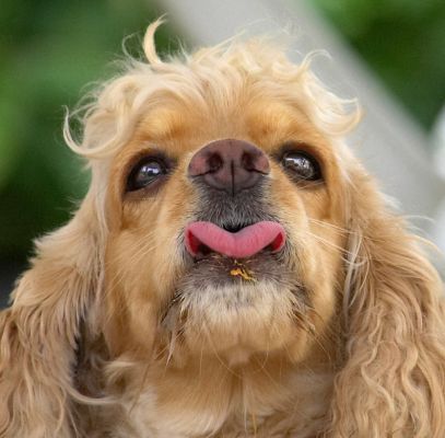 I know this looks rude but I just gotta get the rest of this peanut butter
الكلمات الإستدلالية(لتسهيل البحث): Alicia American Cocker Spaniel