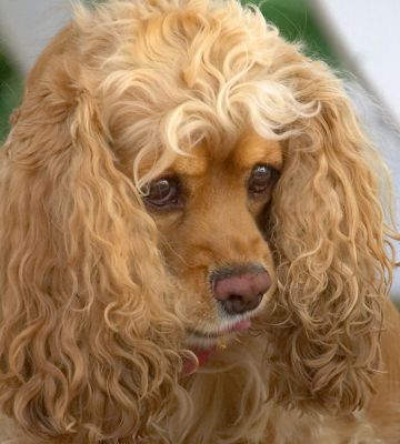 Aren't I glamorous!
Anahtar kelimeler: Alicia American Cocker Spaniel