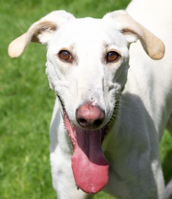 A boy gets hot with all this running around
Keywords: Faroh Lurcher tongue