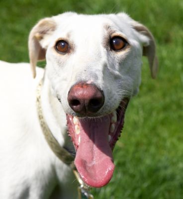 Are they ever going to throw the ball!
Anahtar kelimeler: Faroh Lurcher