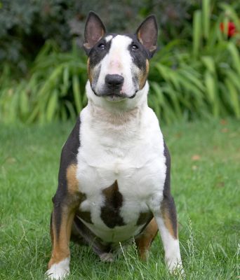 Focus, focus, focus and I'll get that cookie
Λέξεις-κλειδιά: Tapa English Bull Terrier