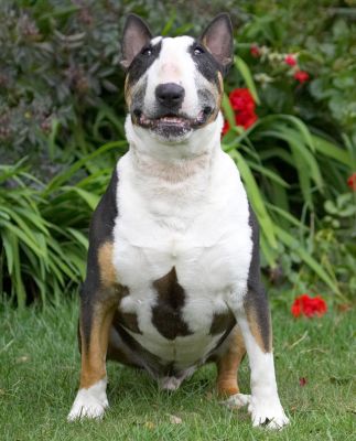 Am I a thorn among roses - heck no, I'm a rose amongst roses!
Ключевые слова: Tapa English Bull Terrier