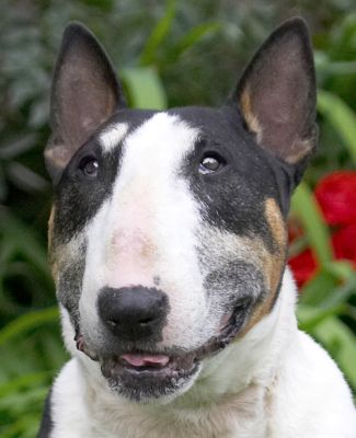 I am one handsome guy!
Keywords: Tapa English Bull Terrier
