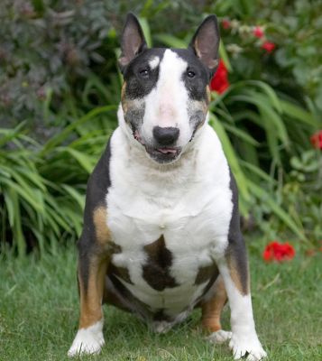 I can wait for as long as it takes!
Klíčová slova: Tapa English Bull Terrier