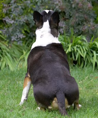 This is my "getting ready to pounce sitting position"!
Palabras clave: Tapa English Bull Terrier