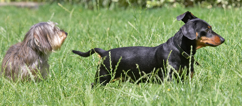 C'mon Sweep, there's action over there
Keywords: Sweep Banjo Miniature Daschund Wire haired Daschund