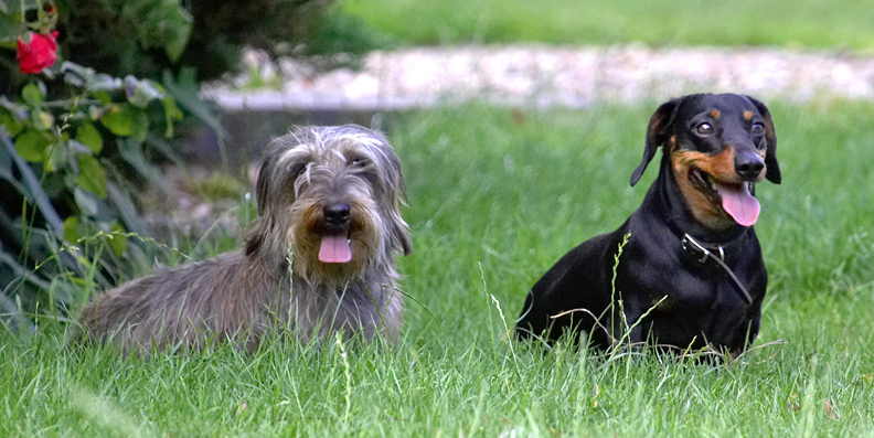 Time for a rest guys but stay alert!
Ключевые слова: Banjo Sweep Miniature Daschund Wirehaired Daschund