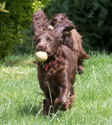 I got the ball!
Λέξεις-κλειδιά: Poppy Fizzy Cocker Spaniel