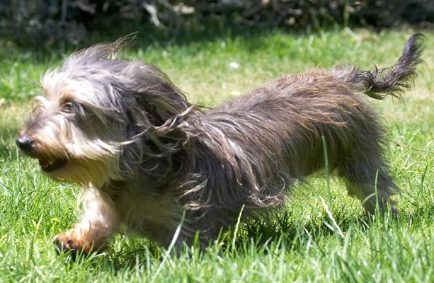 I may be small but I can run!
Palabras clave: Sweep Wire haired Daschund