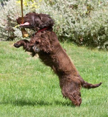 Grrrr, it's mine!
Schlüsselwörter: Fizzy Cocker Spaniel