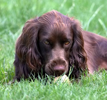 I'll just keep my eye on the ball
Keywords: Poppy Cocker Spaniel