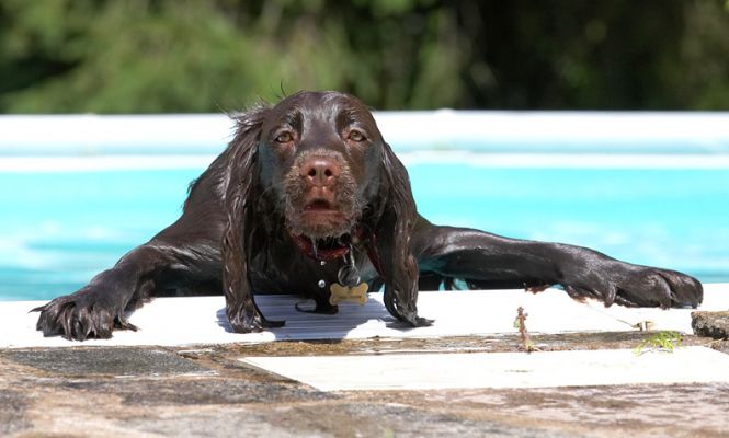 And I only wanted a drink!!
We had just opened the outdoor pool and Poppy took an unschedule dip as she tried to get a drink!
Palabras clave: Poppy Cocker Spaniel