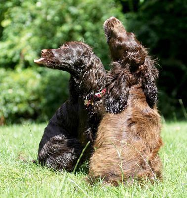 We know how to do cute
Palabras clave: Poppy Fizzy Cocker Spaniel