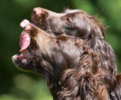 We can hold this pose as long as there is peanut butter on offer
Palabras clave: Poppy Fizzy Cocker Spaniel tongue