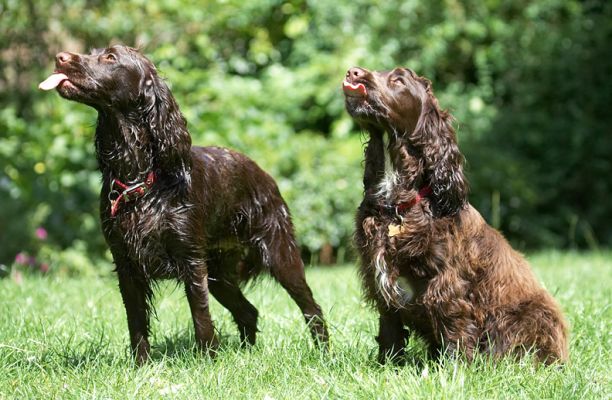 We're just loving this
Klíčová slova: Poppy Fizzy Cocker Spaniel tongue