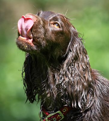 Lip smackin' good
Palabras clave: Poppy Cocker Spaniel tongue