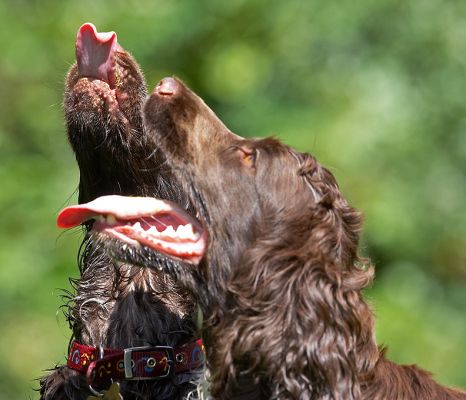 Look, I've finished mine
Ключові слова: Poppy Fizzy Cocker Spaniel tongue