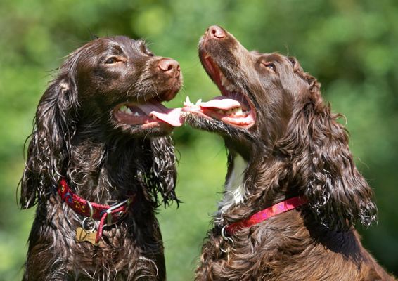 This is good, innit?!
Λέξεις-κλειδιά: Poppy Fizzy Cocker Spaniel tongue