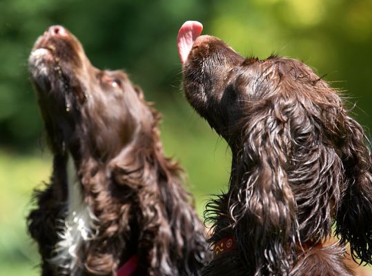 Aahh
Keywords: Poppy Fizzy Cocker Spaniel tongue