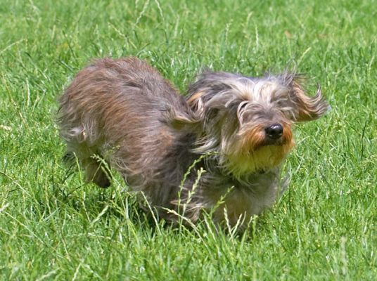 Blimey, this grass is almost as tall as me
Ключевые слова: Sweep Wirehaired Daschund