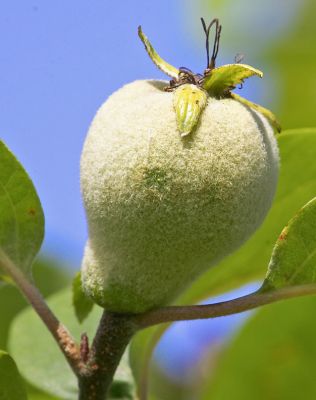 A budding quince
Keywords: Quince