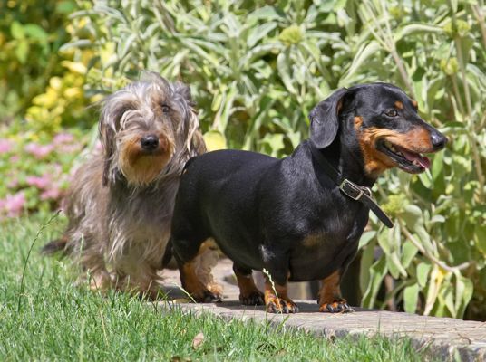 Do you think they can see us here?
الكلمات الإستدلالية(لتسهيل البحث): Banjo Sweep Miniature Daschund Wirehaired Daschund