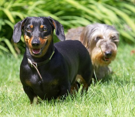 C'mon, Sweep, do keep up
Palabras clave: Banjo Sweep Miniature Daschund Wirehaired Daschund