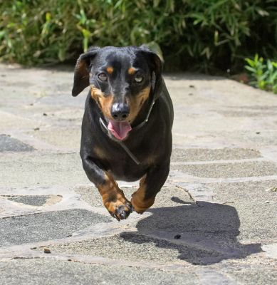 A dicky back isn't gonna stop me!
Ключові слова: Banjo Miniature Daschund