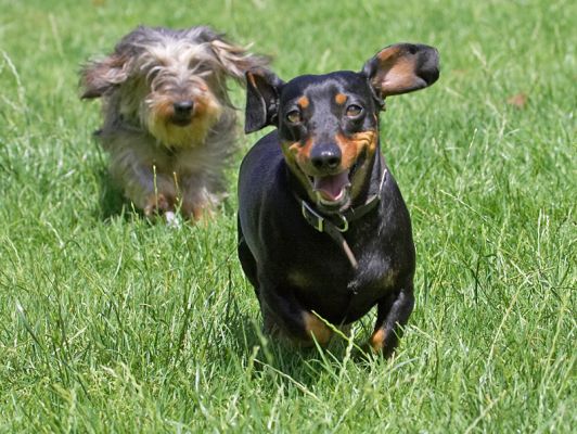 I'm the leader of the gang!
Klíčová slova: Banjo Sweep Miniature Daschund Wirehaired Daschund